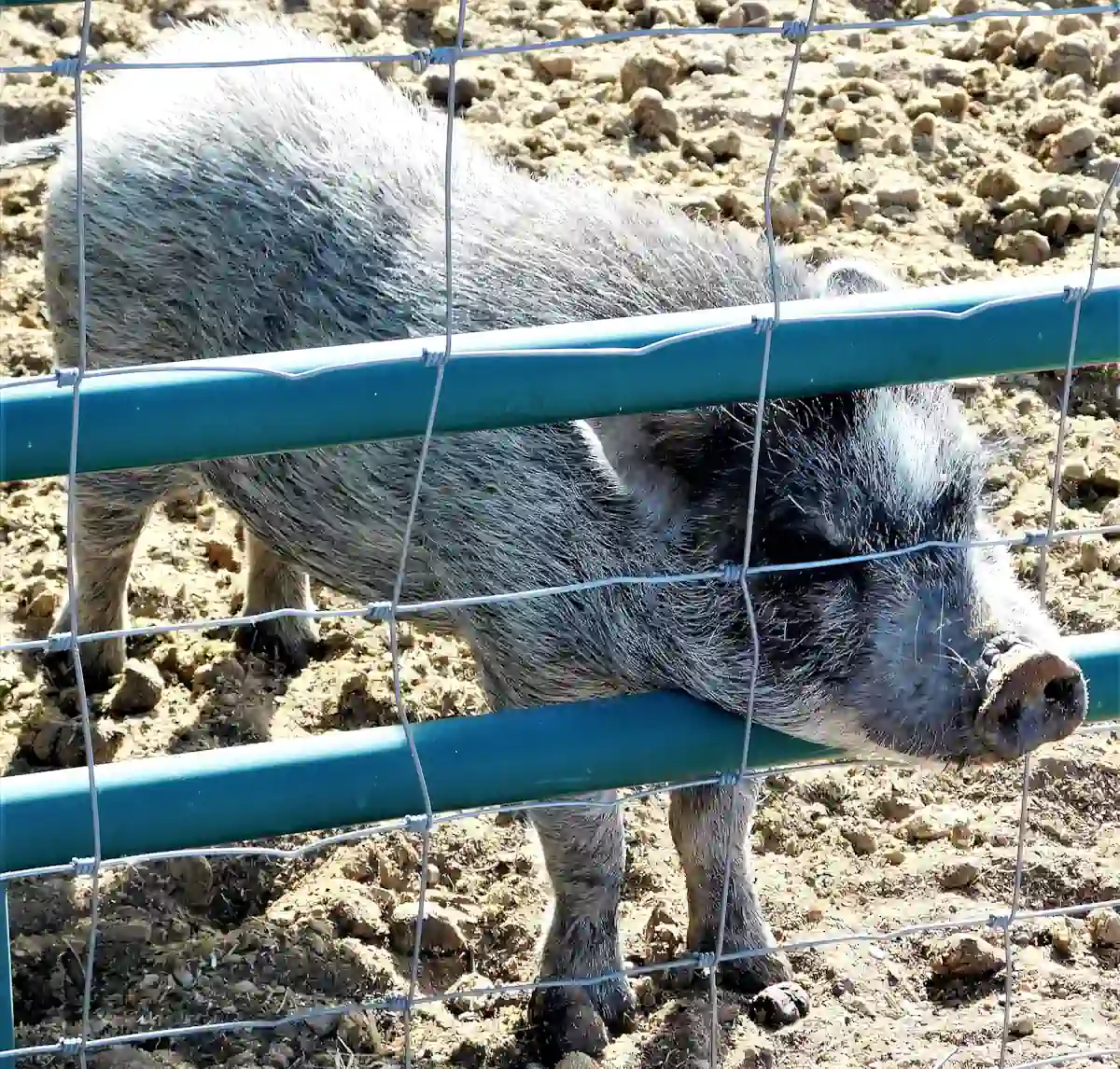 Un sanglier qui est bloqué par une clôture