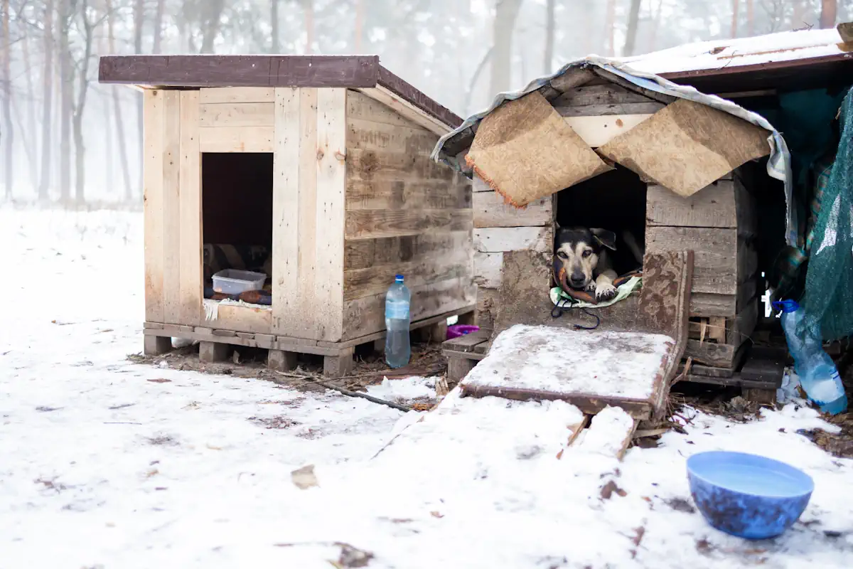 Un chien dans une petite cabane entourée de neiges
