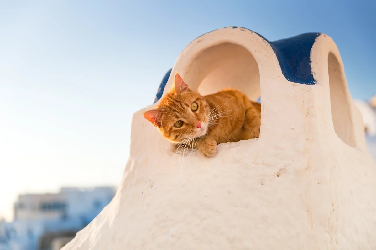 Un chat dans une sorte de cabane blanche en hauteur