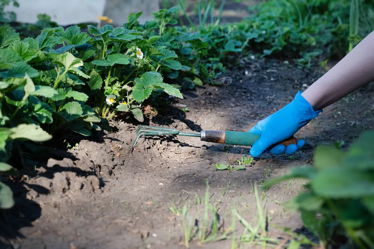 Une personne qui porte un gant bleu qui ratisse le sol