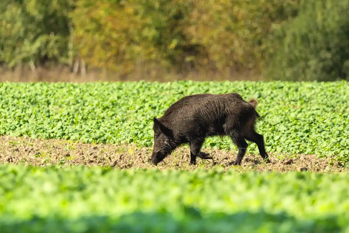 Un sanglier noir dans un jardin