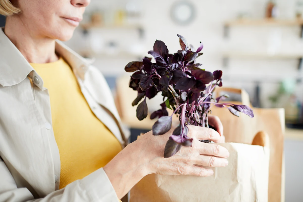Une femme qui tient un pot de basilic pourpre dans sa main