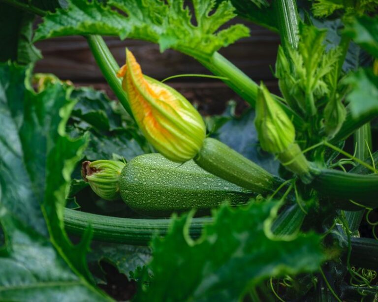 Pourquoi mes courgettes jaunissent et tombent avant de grossir ?