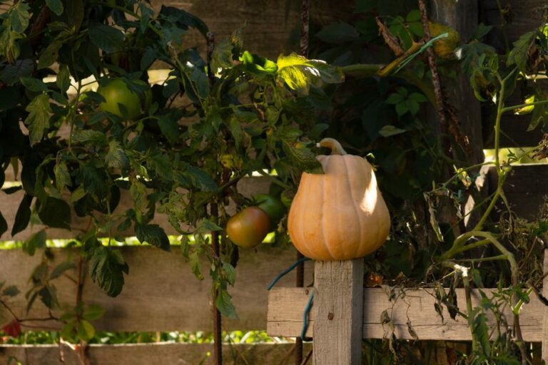 Quels légumes planter en septembre pour récolter avant l'hiver ?