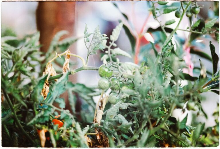 Peut-on planter des tomates et des concombres côte à côte ?
