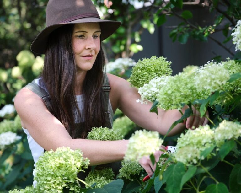 Faut-il tailler les hortensias en fin d'été ou attendre le printemps ?